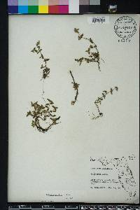 Hedyotis uniflora image