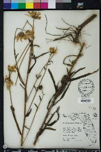 Helianthus angustifolius image