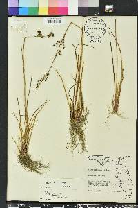 Juncus elliottii image