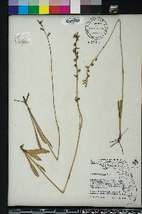 Lobelia paludosa image