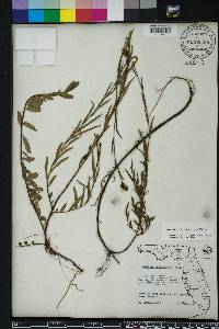 Ludwigia suffruticosa image