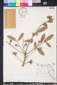 Quercus virginiana image