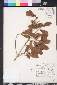 Quercus chapmanii image