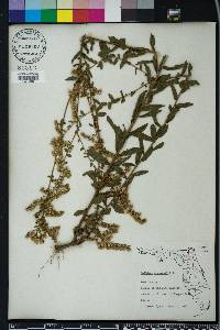 Solidago odora var. chapmanii image