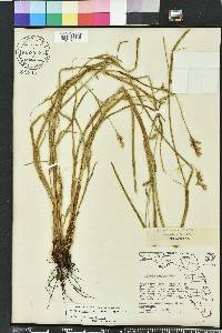 Scleria reticularis image