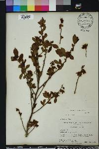 Vaccinium virgatum image