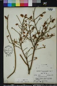 Vaccinium fuscatum image