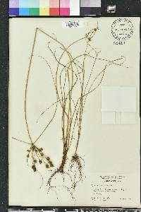 Cyperus ovatus image