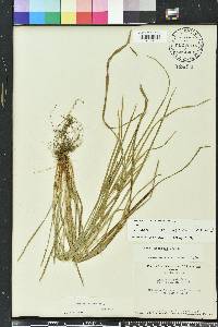 Carex corrugata image