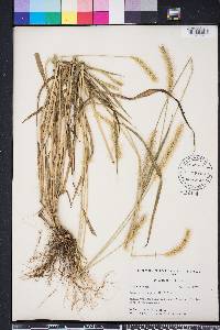 Setaria corrugata image