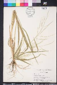 Panicum dichotomiflorum var. dichotomiflorum image