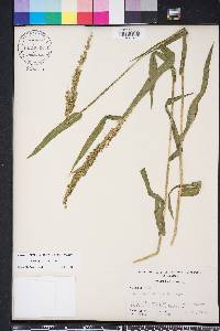 Sacciolepis striata image