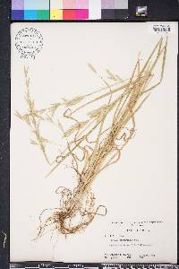 Bromus catharticus var. catharticus image