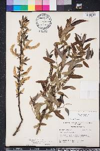 Salix caroliniana image