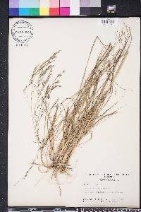 Eragrostis bahiensis image