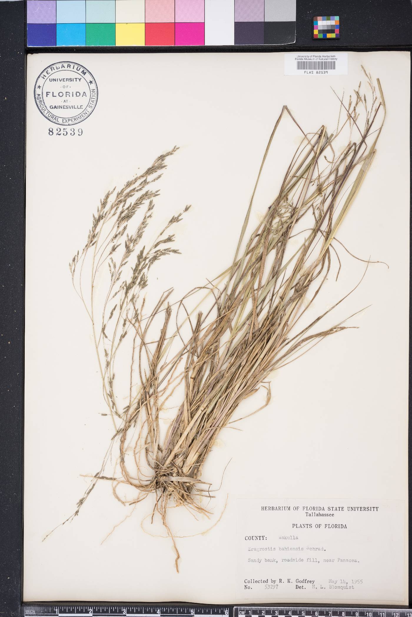 Eragrostis bahiensis image