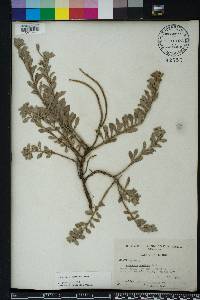 Oenothera humifusa image