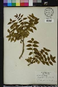 Zanthoxylum clava-herculis image