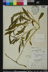 Physalis angustifolia image