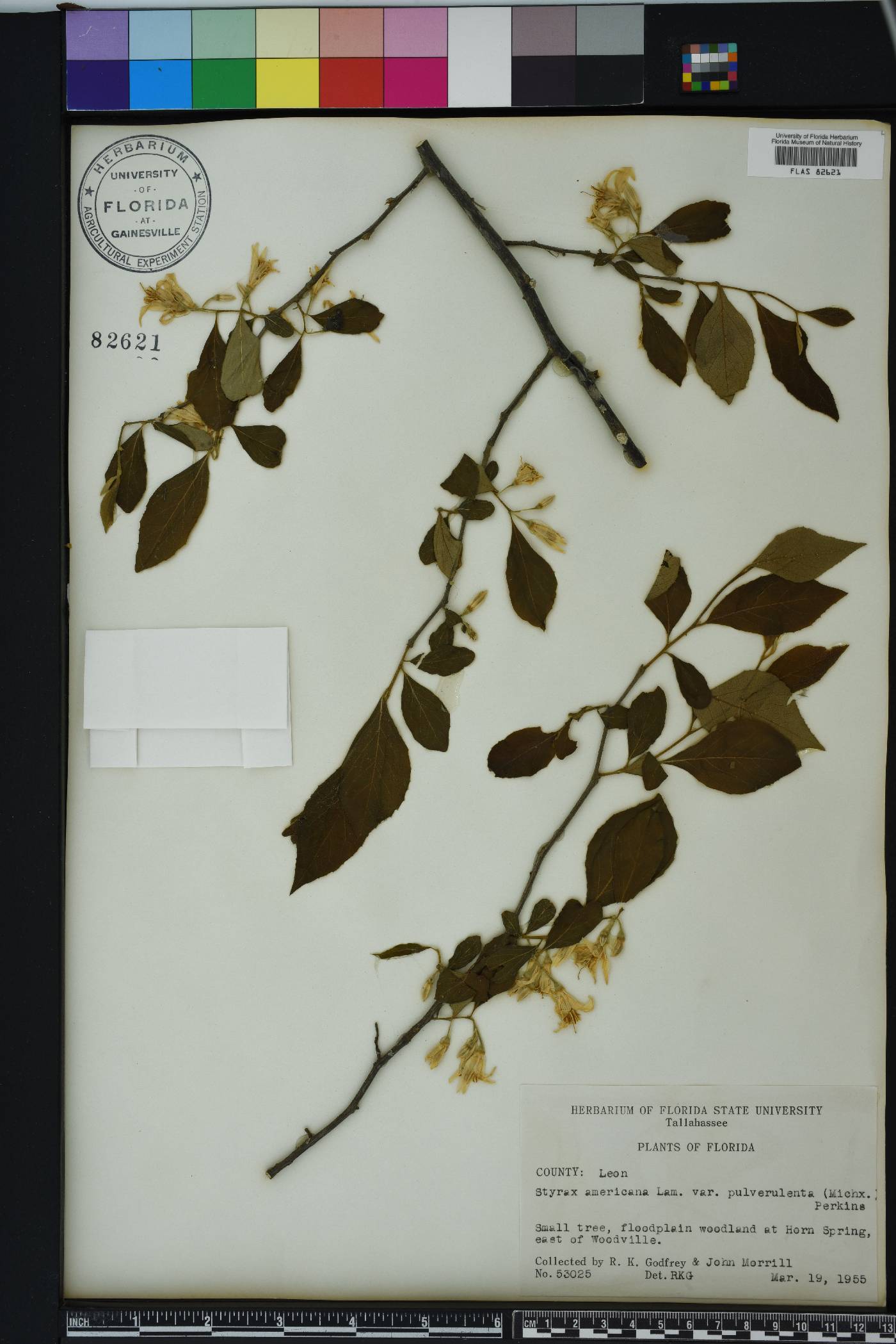 Styrax americanus image