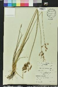 Fimbristylis puberula image