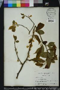 Halesia carolina image