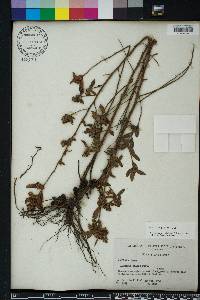 Ludwigia pilosa image