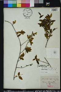 Gelsemium sempervirens image