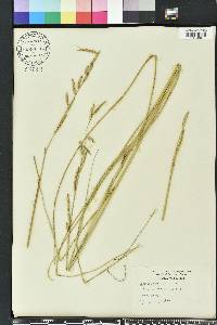 Spartina patens image