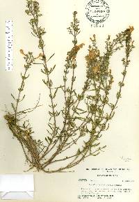 Scutellaria glabriuscula image