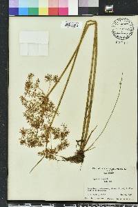 Cyperus haspan image