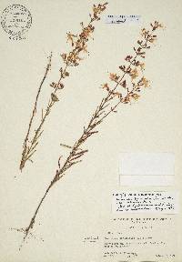 Dicerandra linearifolia image