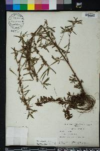 Ludwigia linearis image