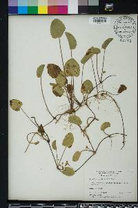 Centella asiatica image