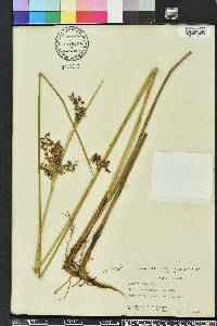 Juncus roemerianus image