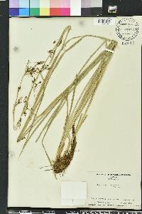 Rhynchospora caduca image