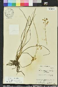 Schoenolirion albiflorum image