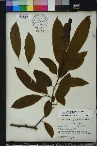 Oxydendrum arboreum image