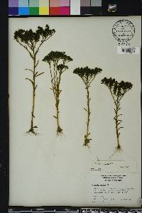 Polygala ramosa image