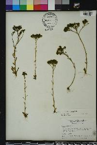 Polygala ramosa image