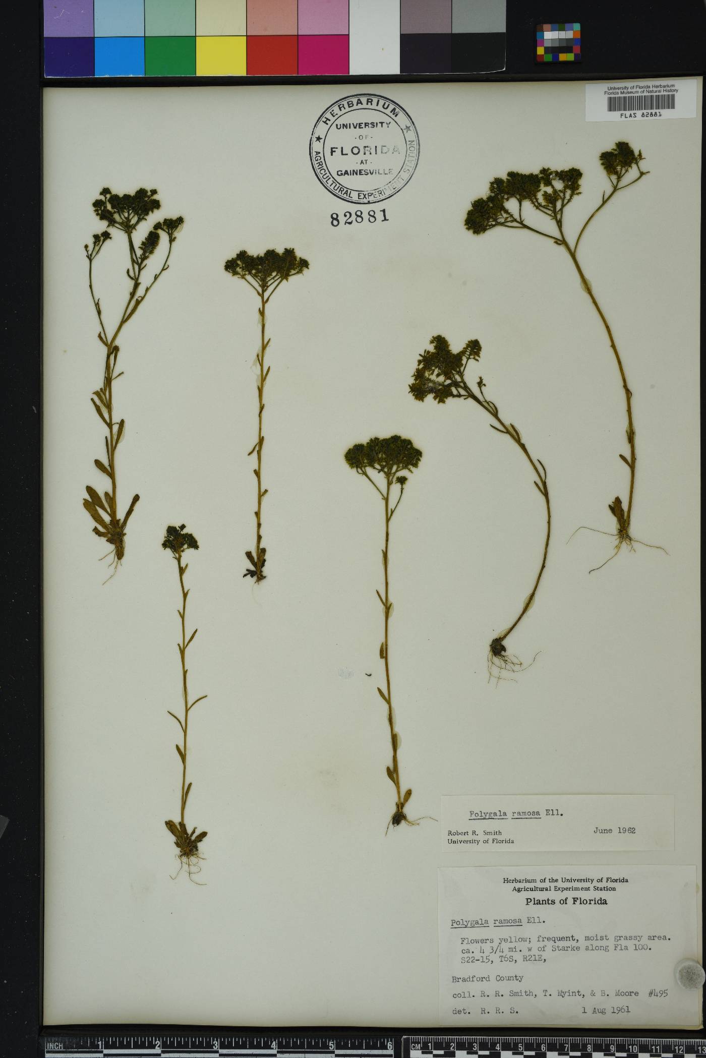 Polygala ramosa image