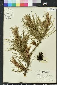 Pinus echinata image