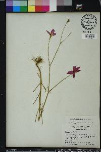 Sabatia grandiflora image