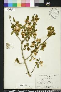 Crataegus viridis image