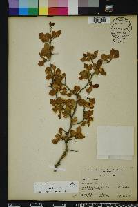 Crataegus michauxii image