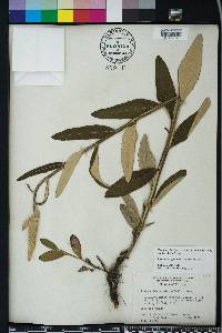 Pterocaulon pycnostachyum image