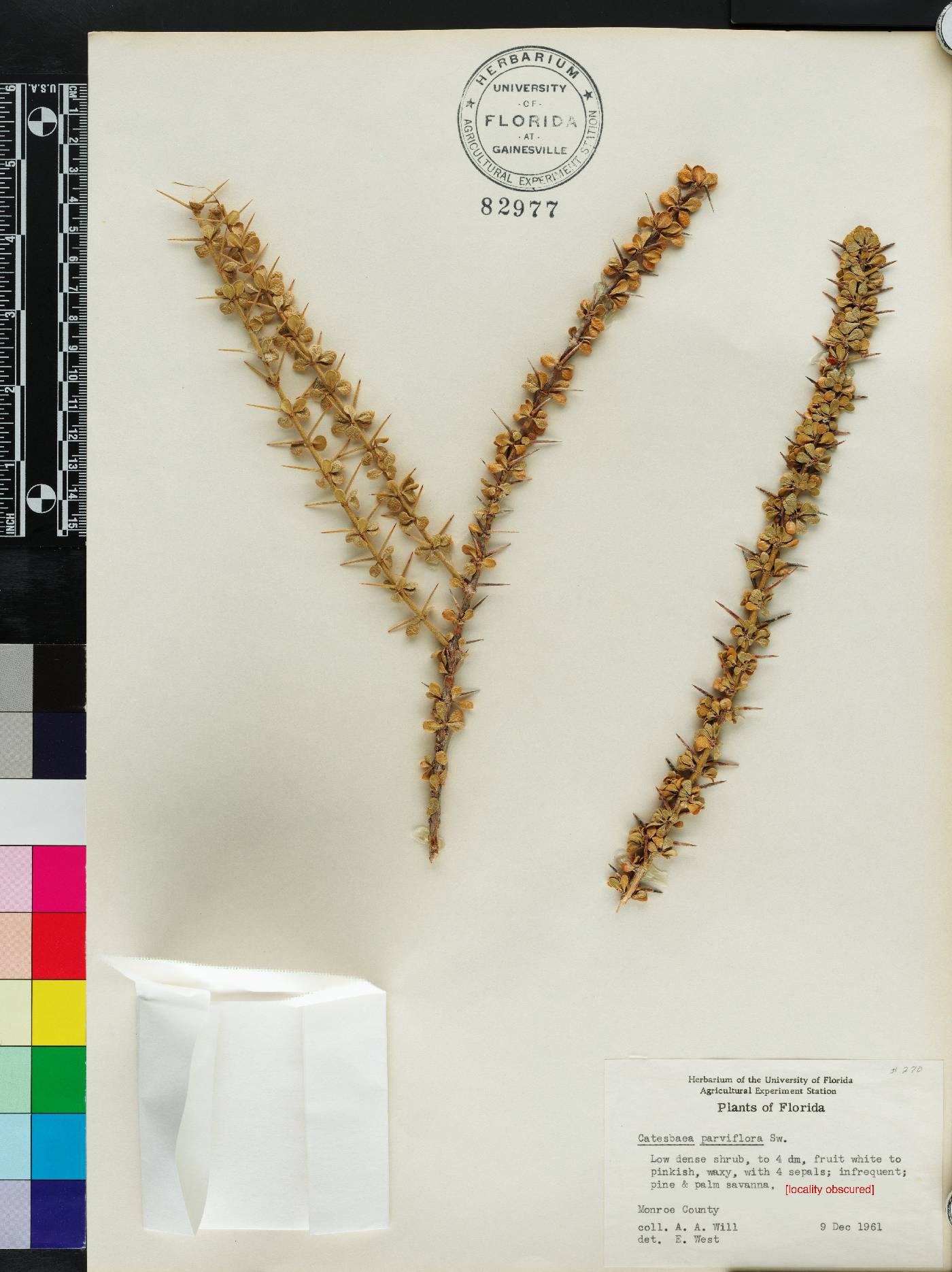Catesbaea image