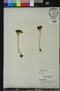 Polygala ramosa image