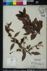 Conocarpus erectus image