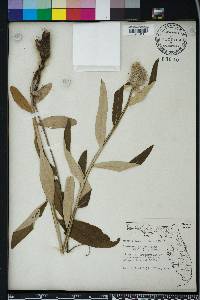 Pterocaulon pycnostachyum image